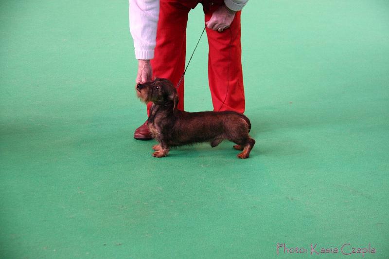 Crufts2011_2 569.jpg